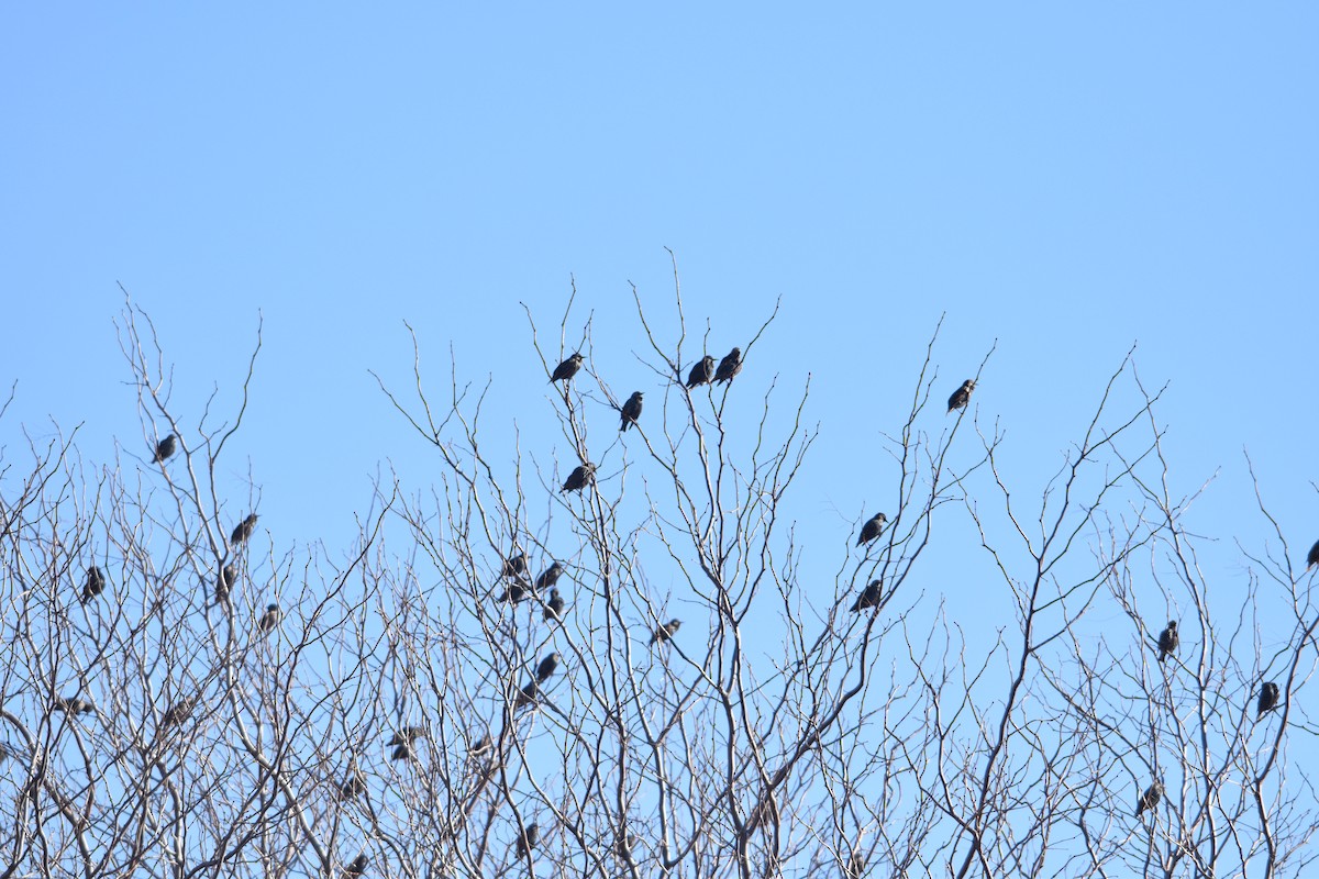 European Starling - ML646014316