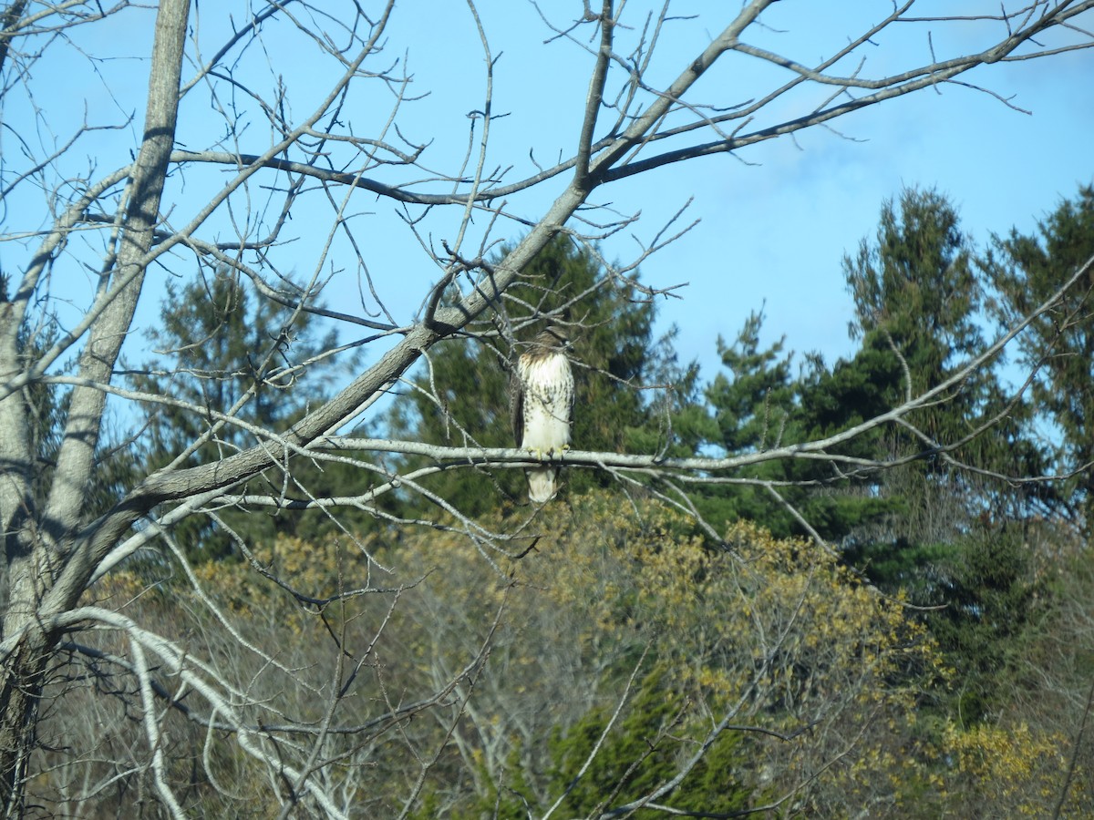 Red-tailed Hawk - ML646014318