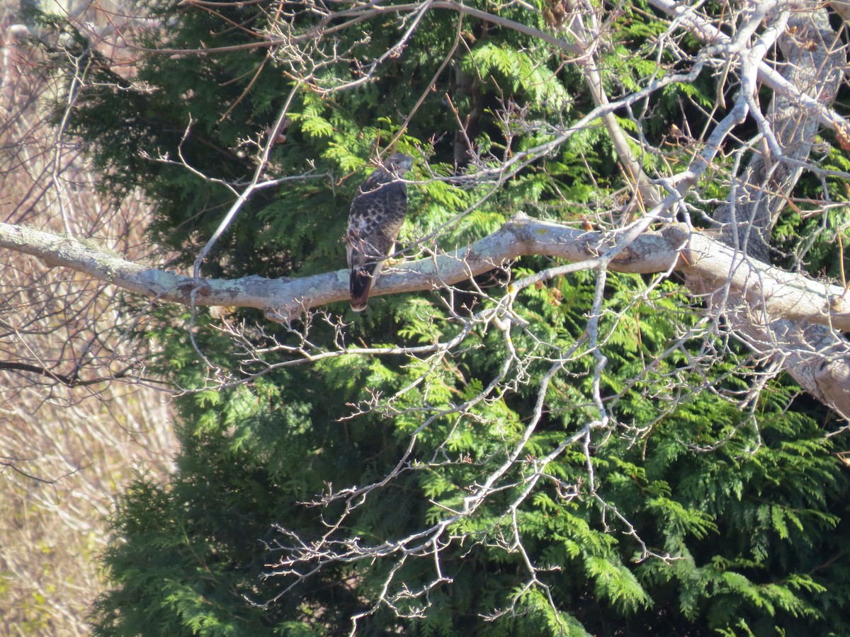 Red-tailed Hawk - ML646014320