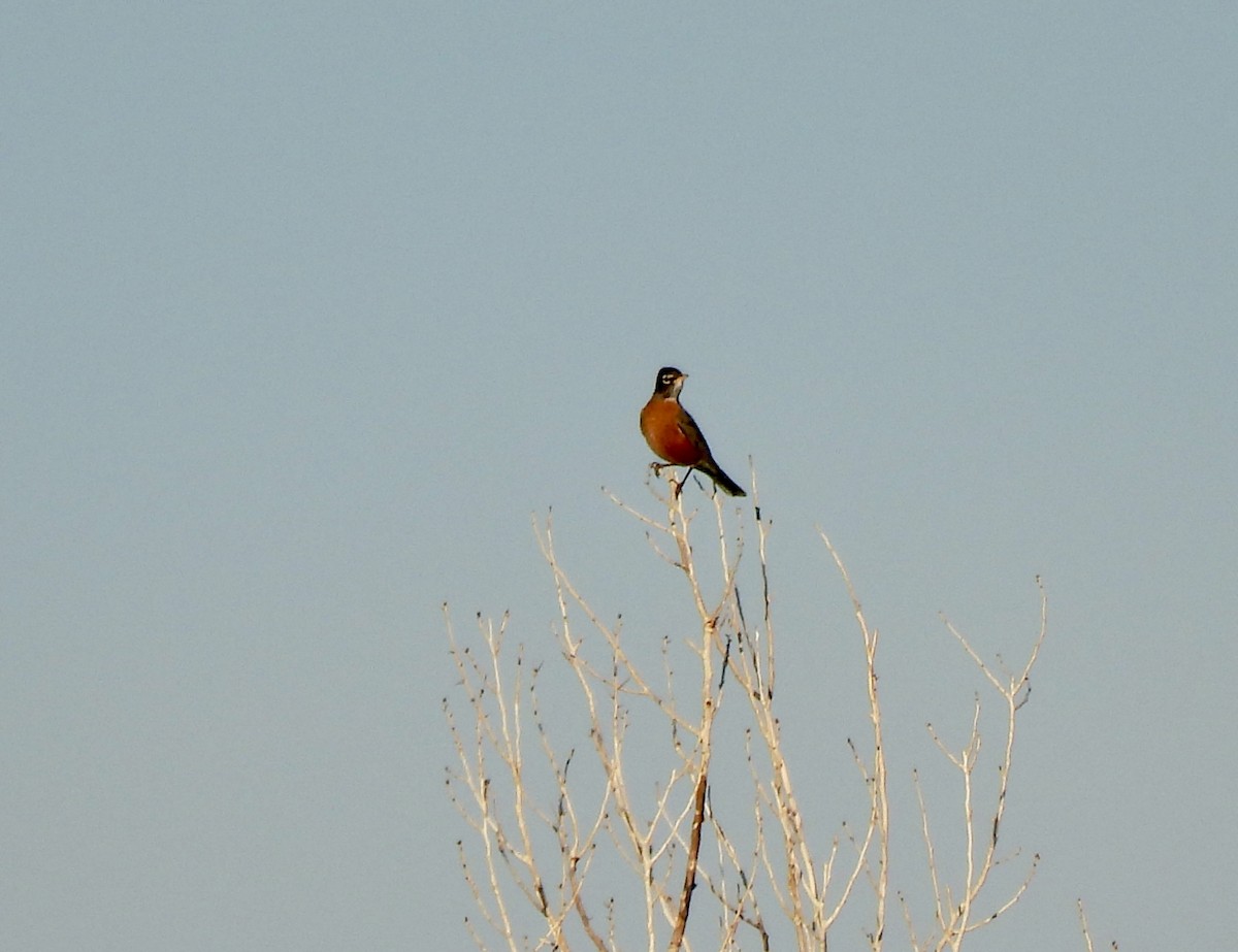 drozd stěhovavý - ML646014323