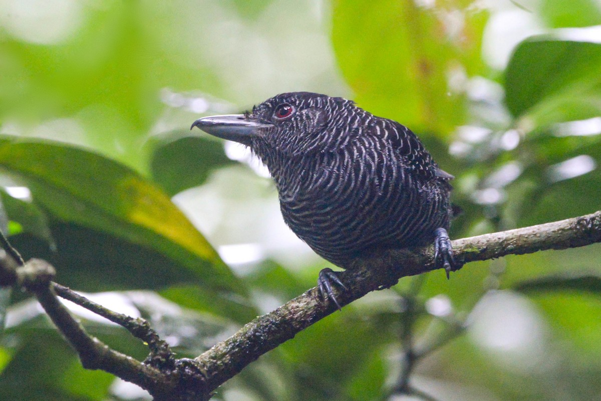 Fasciated Antshrike - ML646014324