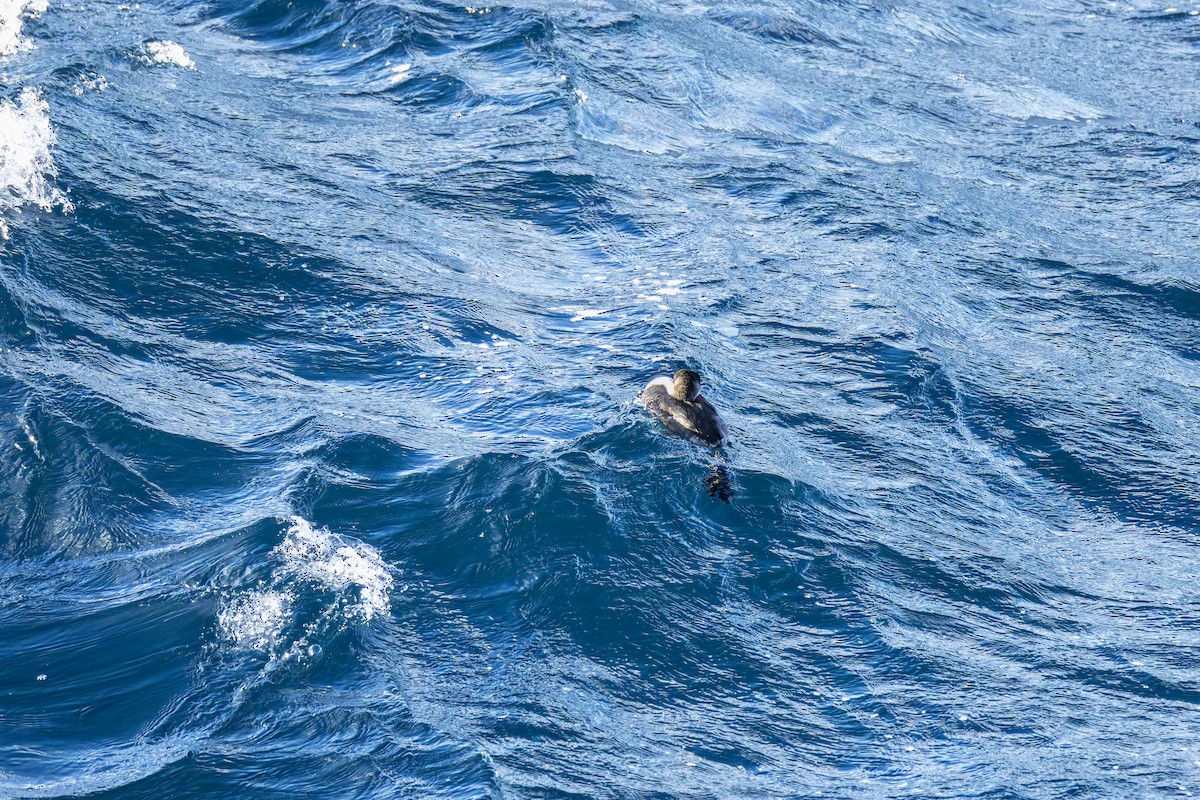 Somormujo Cuellirrojo - ML646014325