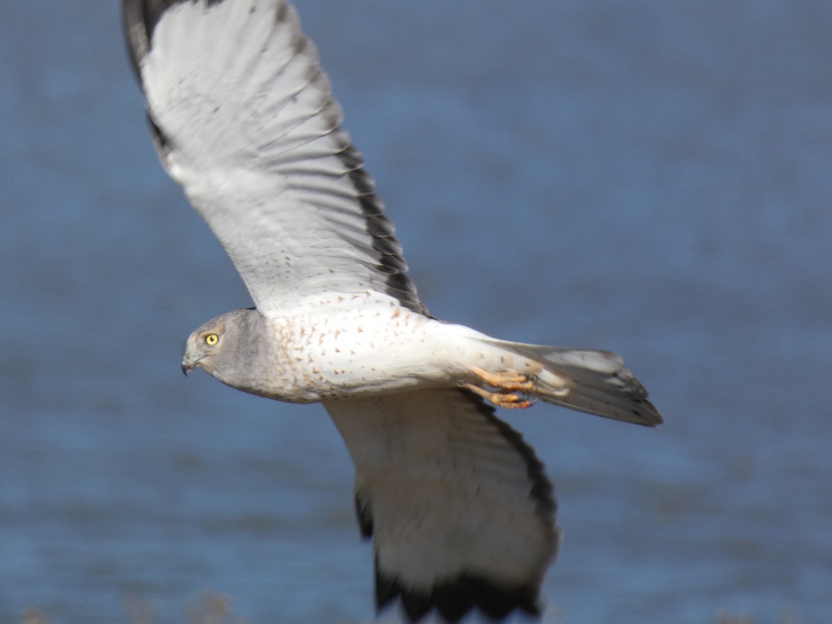 Northern Harrier - ML646014327