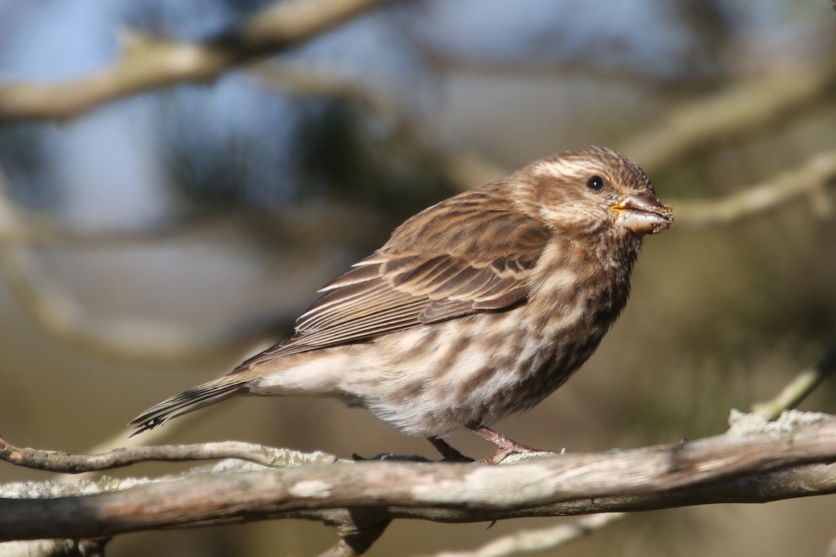 Purple Finch - ML646014328