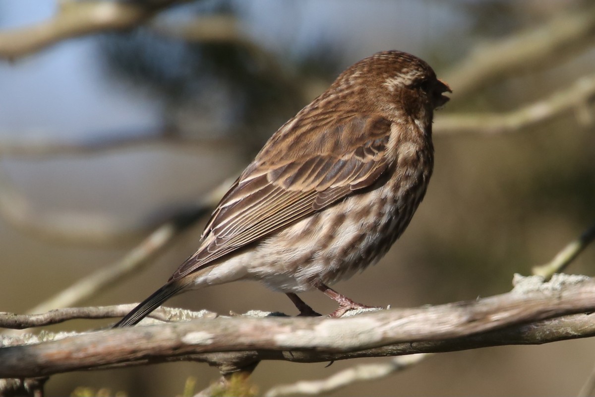 Purple Finch - ML646014329