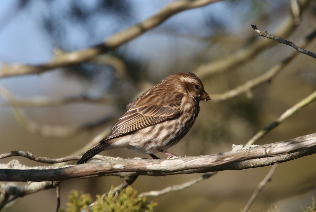 Purple Finch - ML646014330