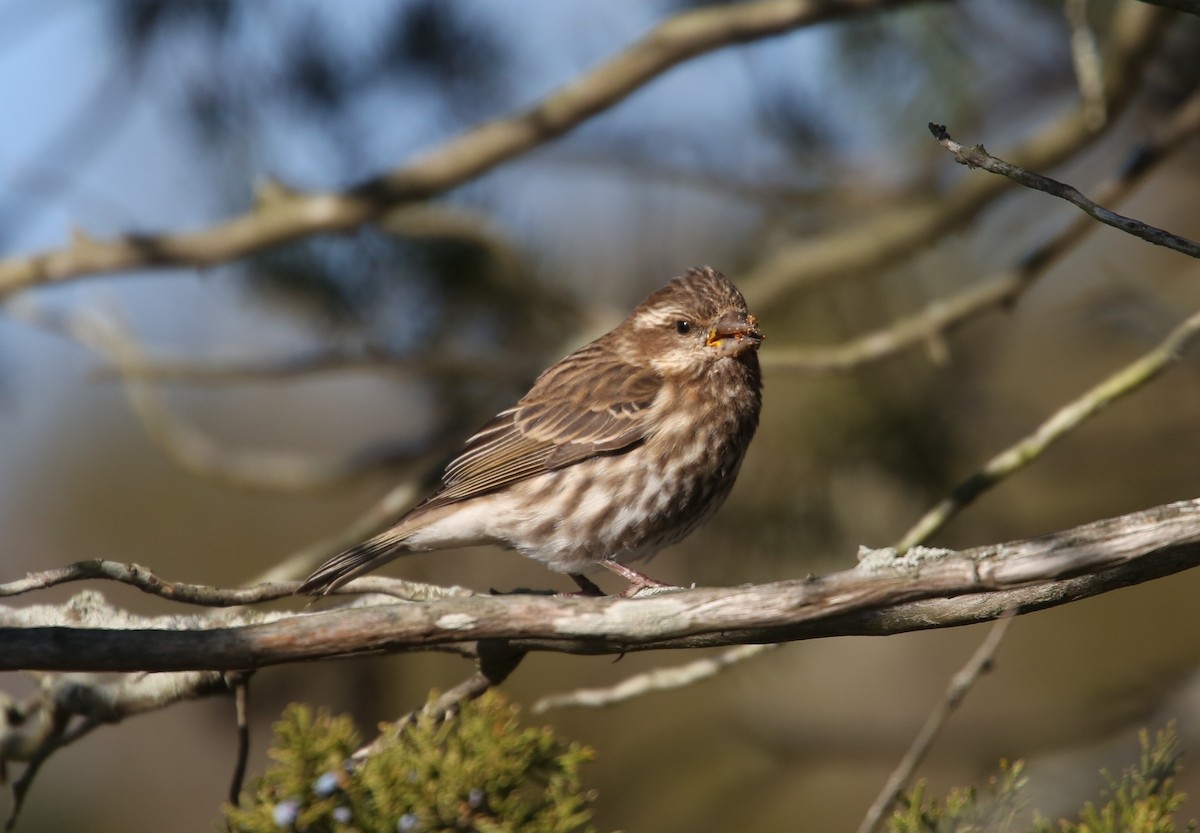Purple Finch - ML646014331