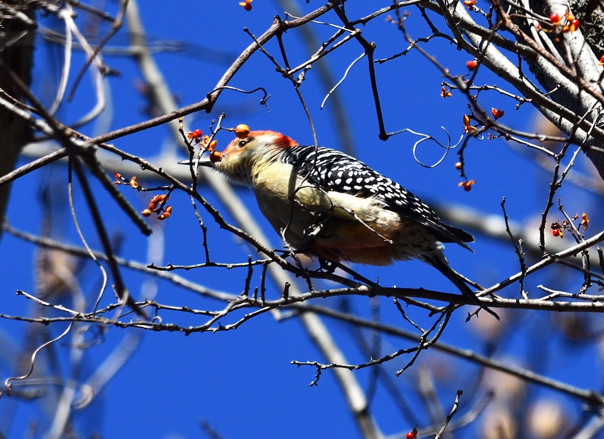 Red-bellied Woodpecker - ML646014340
