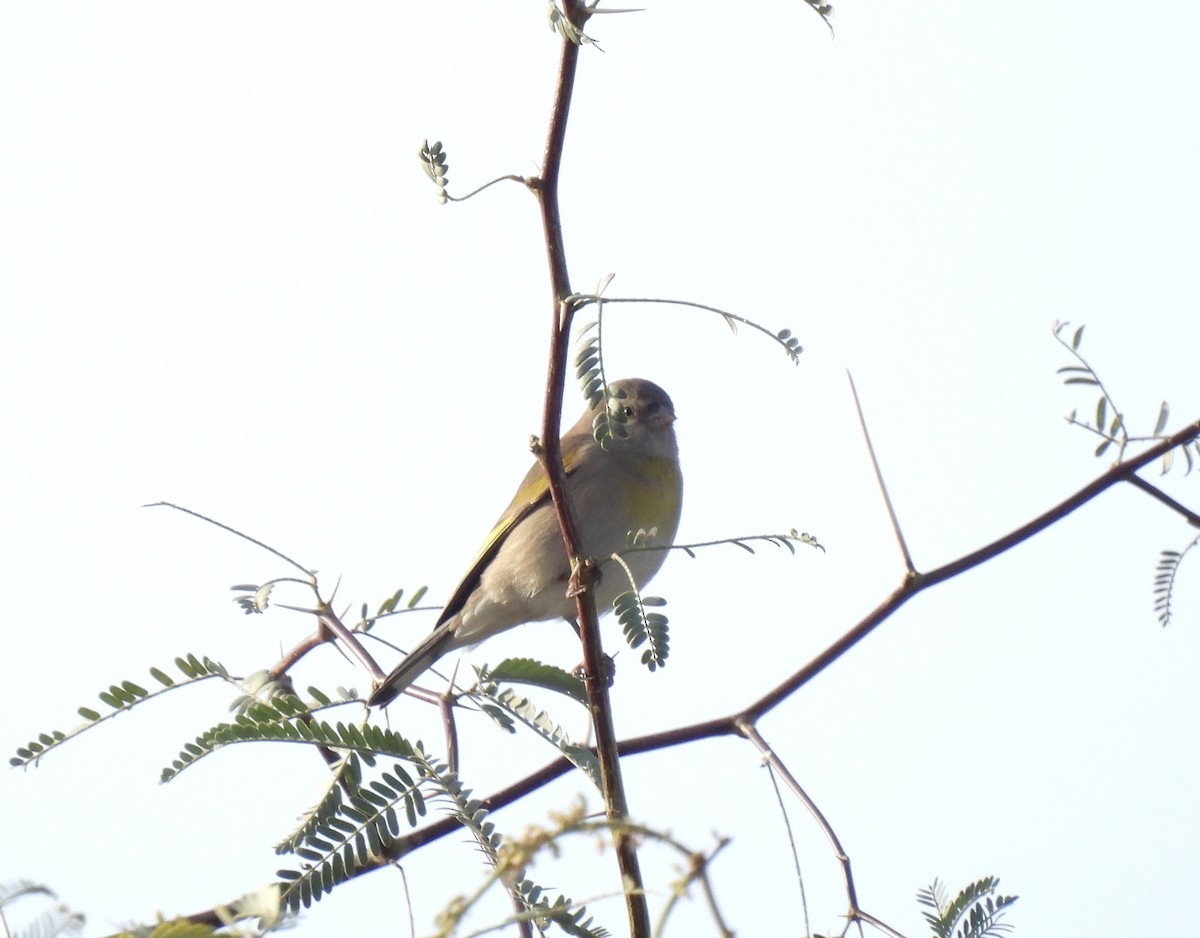 čížek kalifornský - ML646014348