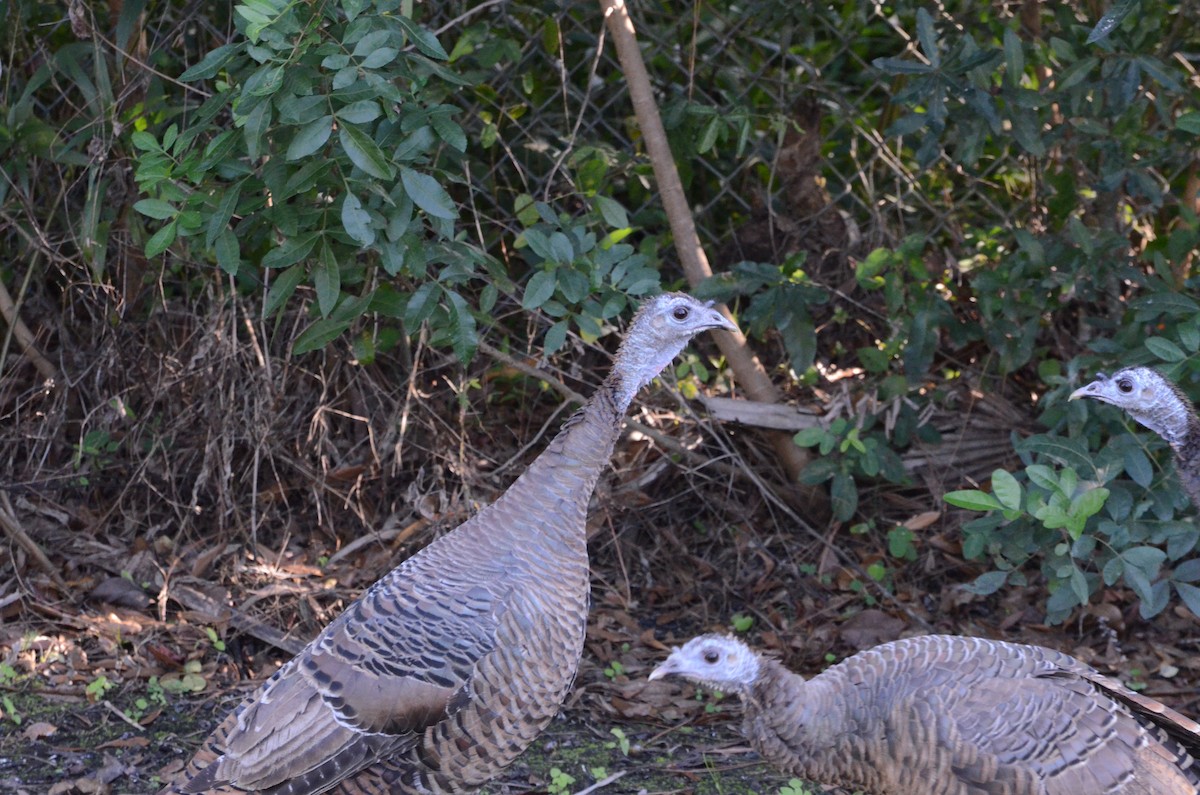 Wild Turkey - ML646014349