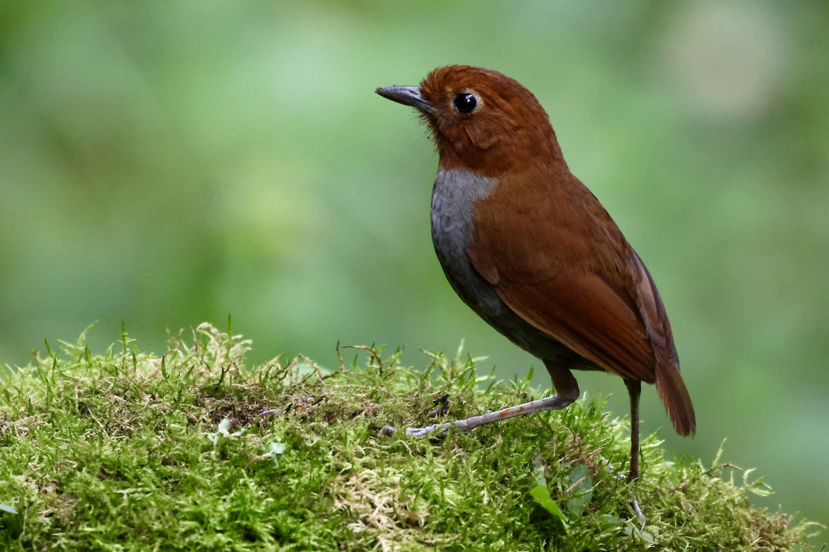 Bicolored Antpitta - ML646014352