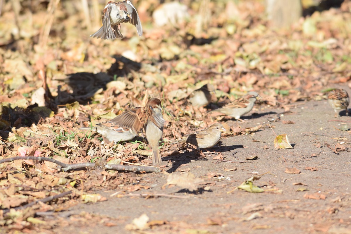 vrabec domácí - ML646014354