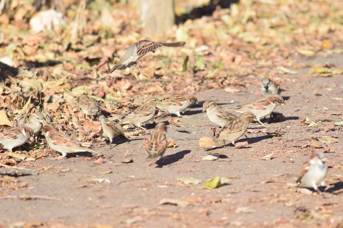 vrabec domácí - ML646014355