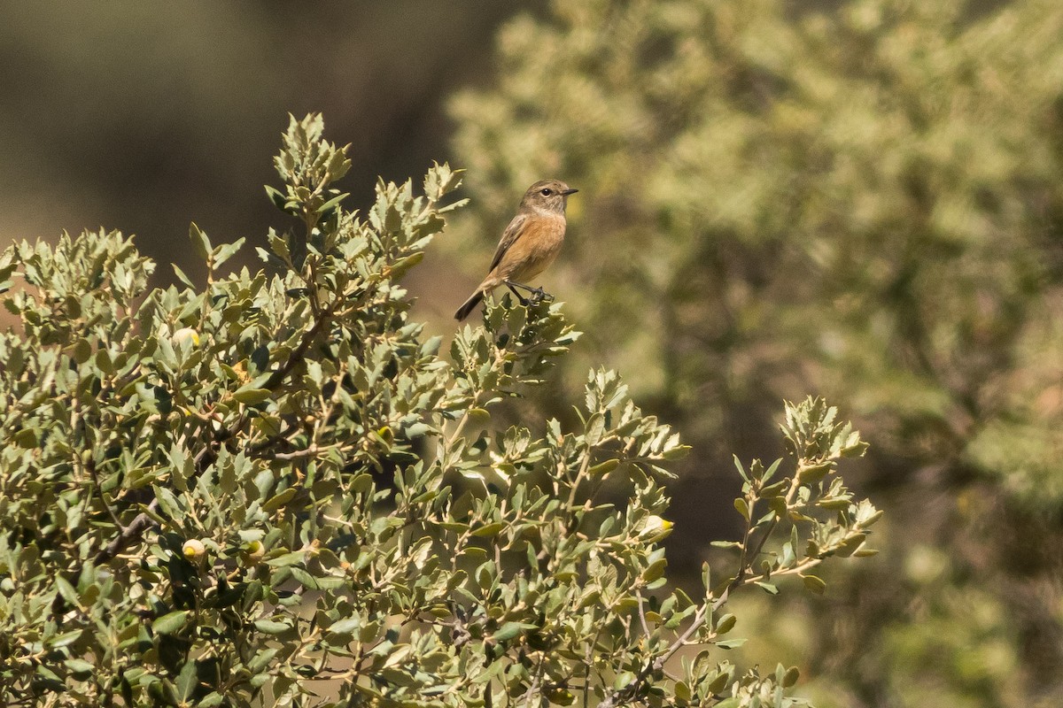 European Stonechat - ML646014358