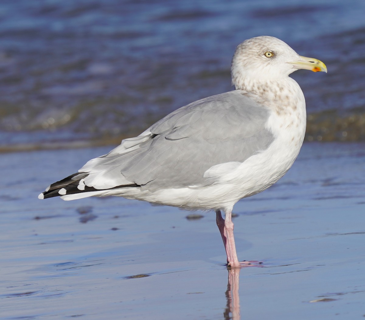 American Herring Gull - ML646014369