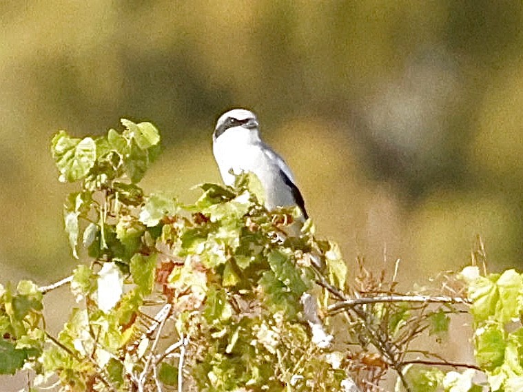 Loggerhead Shrike - ML646014377