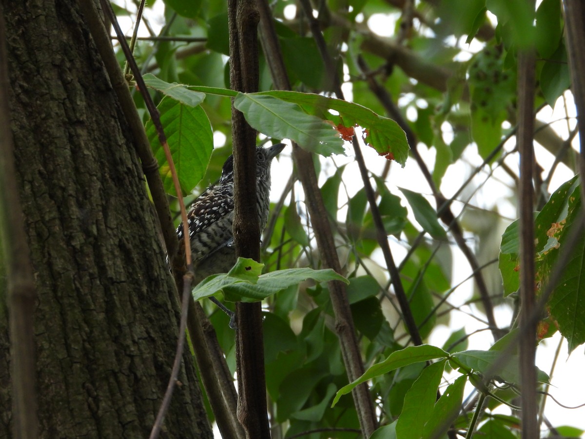 Batará Barrado - ML646014381