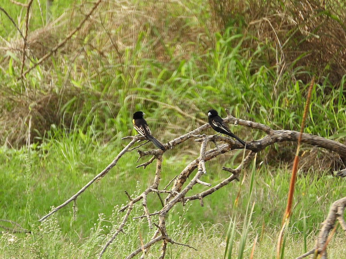 White-winged Widowbird - ML646014384
