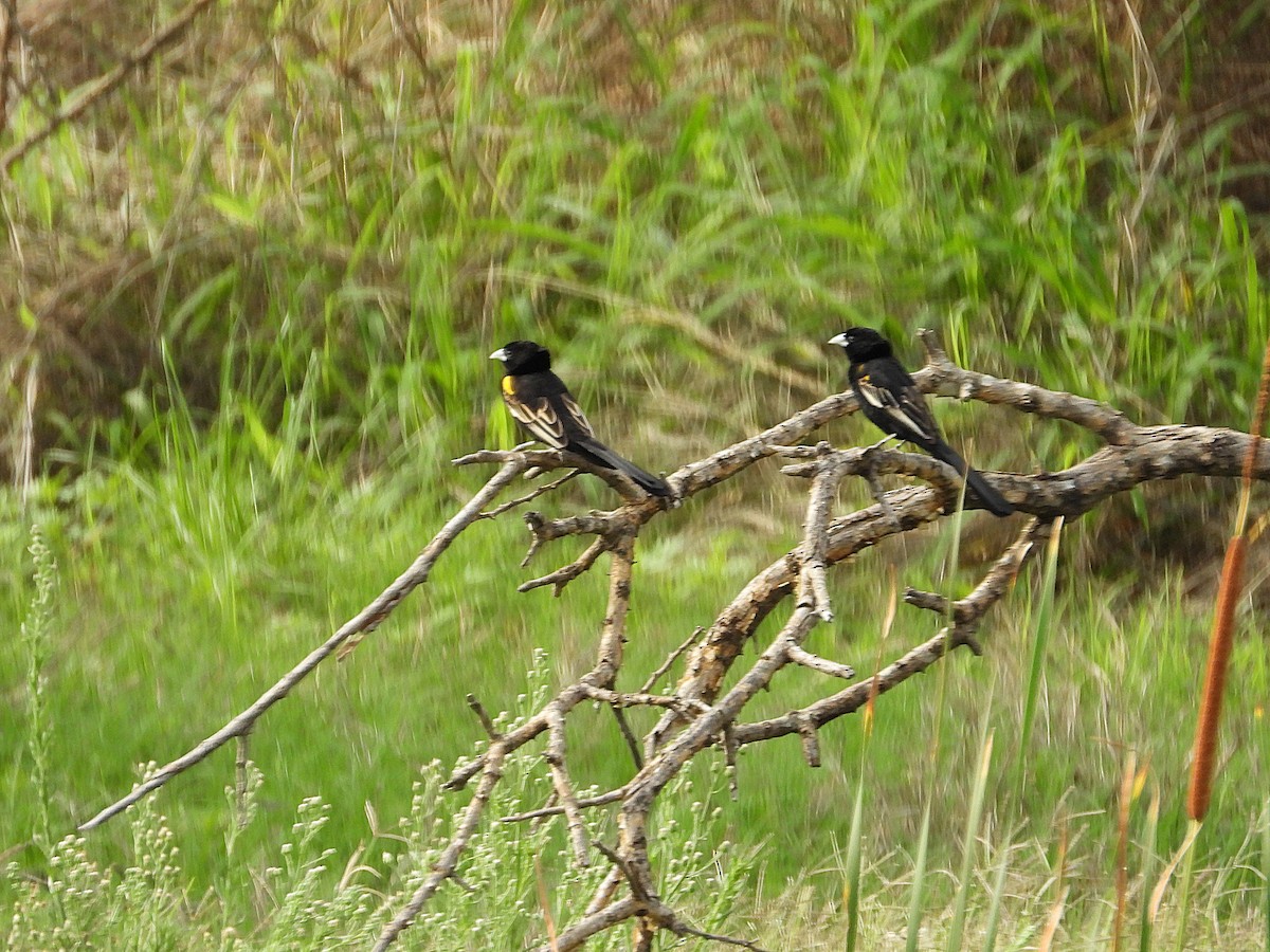 White-winged Widowbird - ML646014385