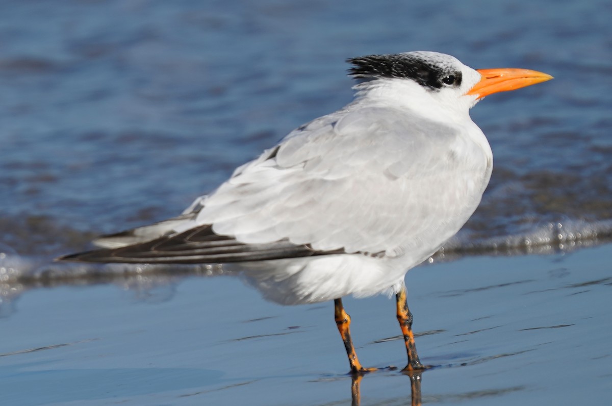 Royal Tern - ML646014386