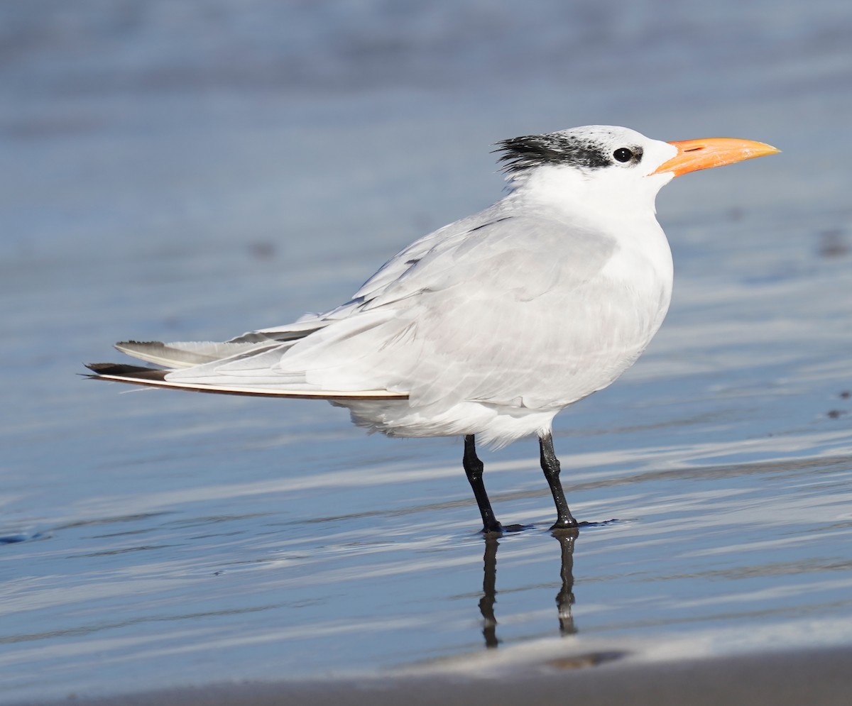 Royal Tern - ML646014387