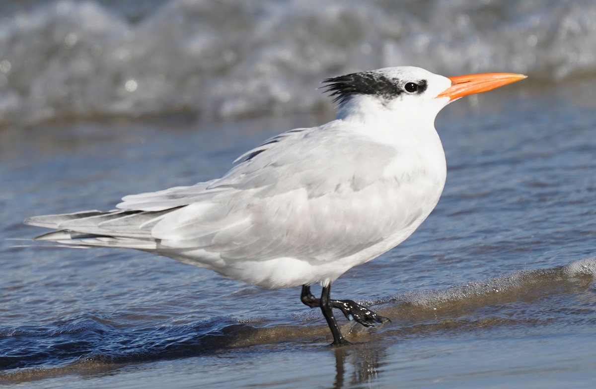 Royal Tern - ML646014388