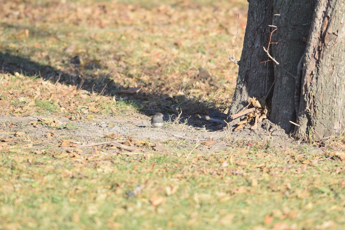 strnadec zimní - ML646014389