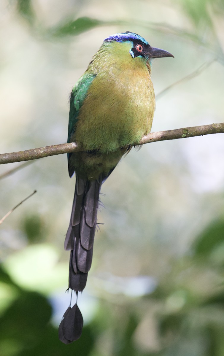 Lesson's Motmot - ML646014397