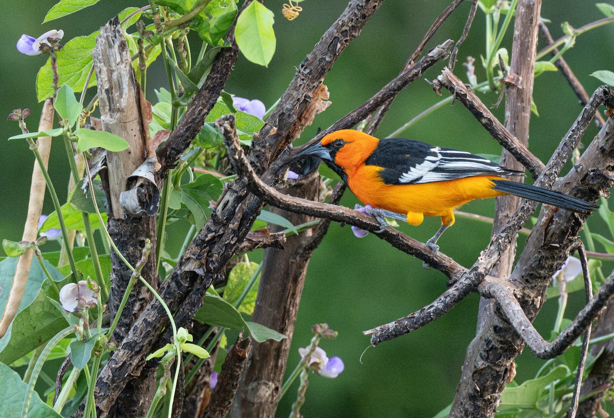 Altamira Oriole - ML646014398