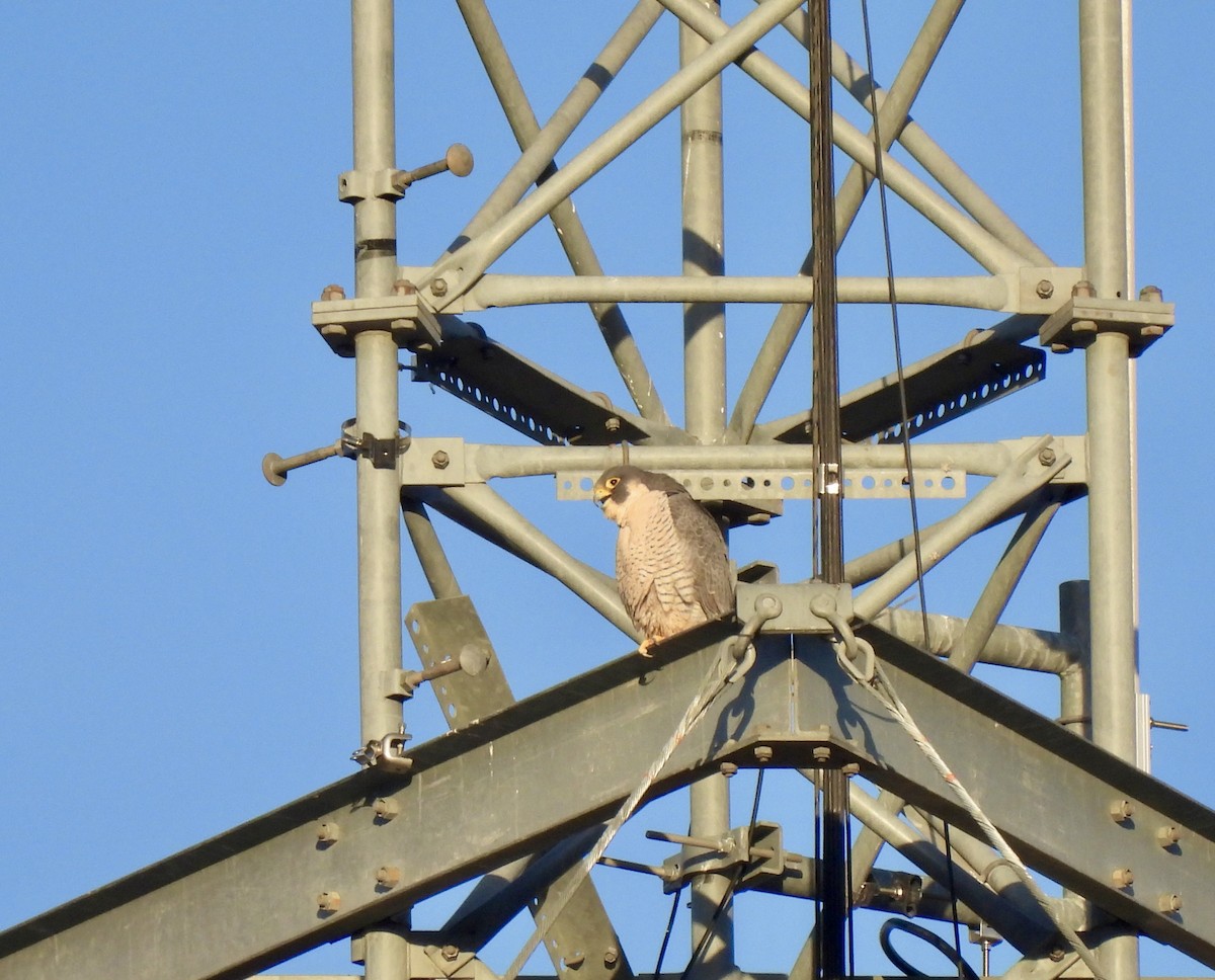 sokol stěhovavý - ML646014399