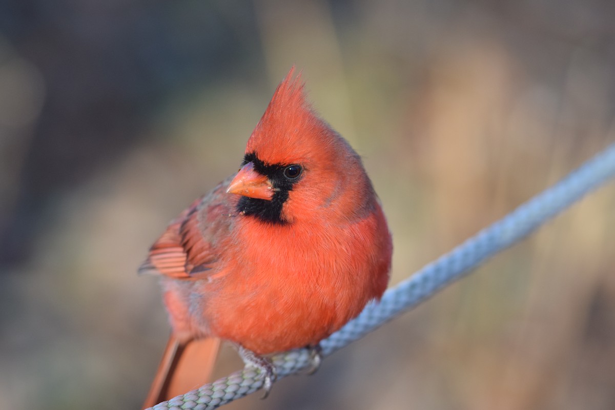 kardinál červený - ML646014400