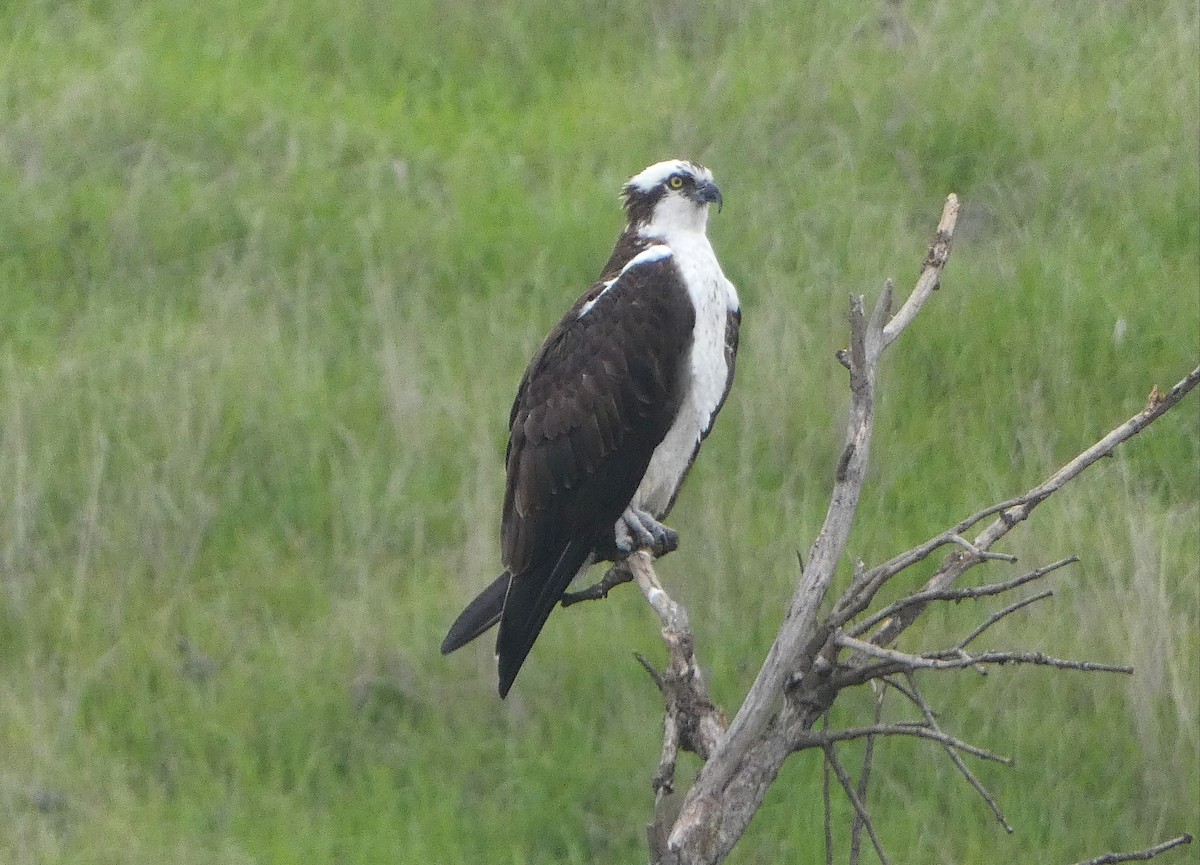 Osprey - ML646014410