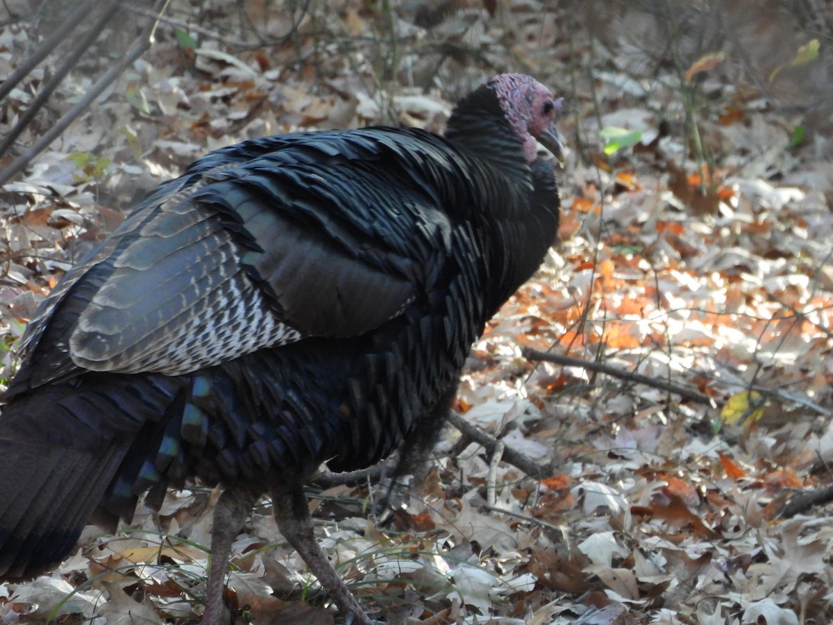 Wild Turkey - ML646014416
