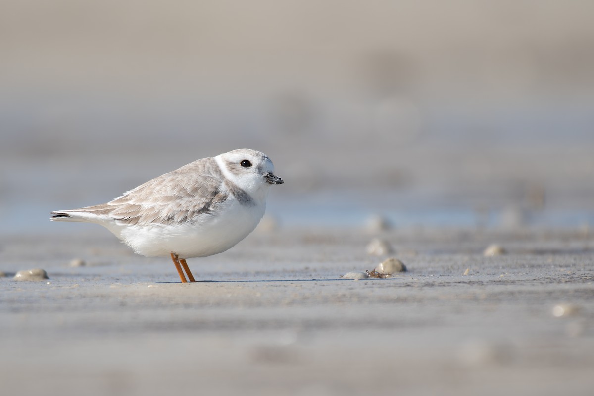 Piping Plover - ML646014424