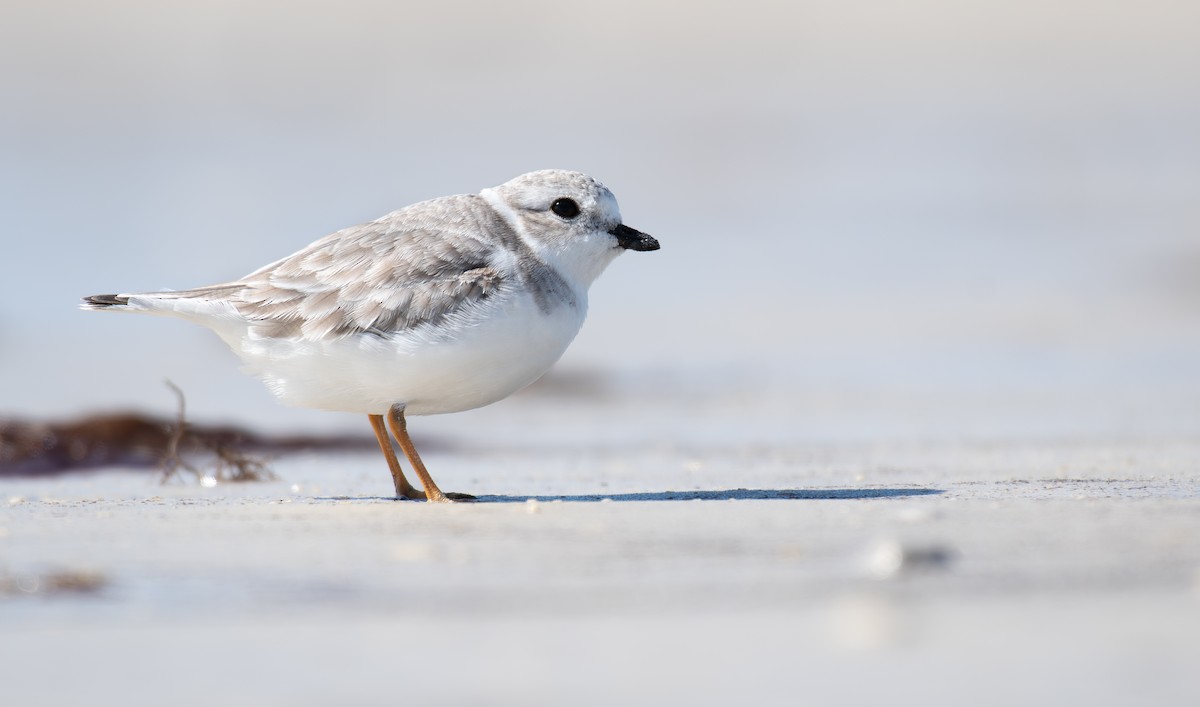 Piping Plover - ML646014425