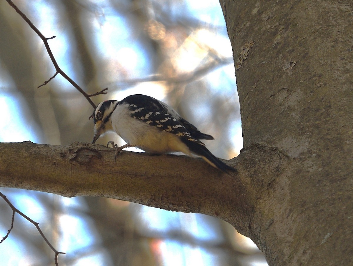 Hairy Woodpecker - ML646014439