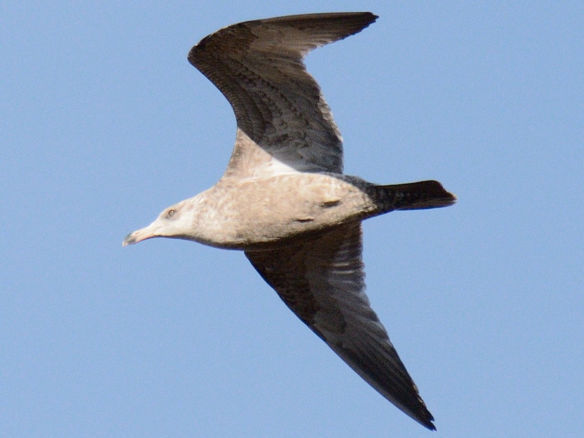 American Herring Gull - ML646014463