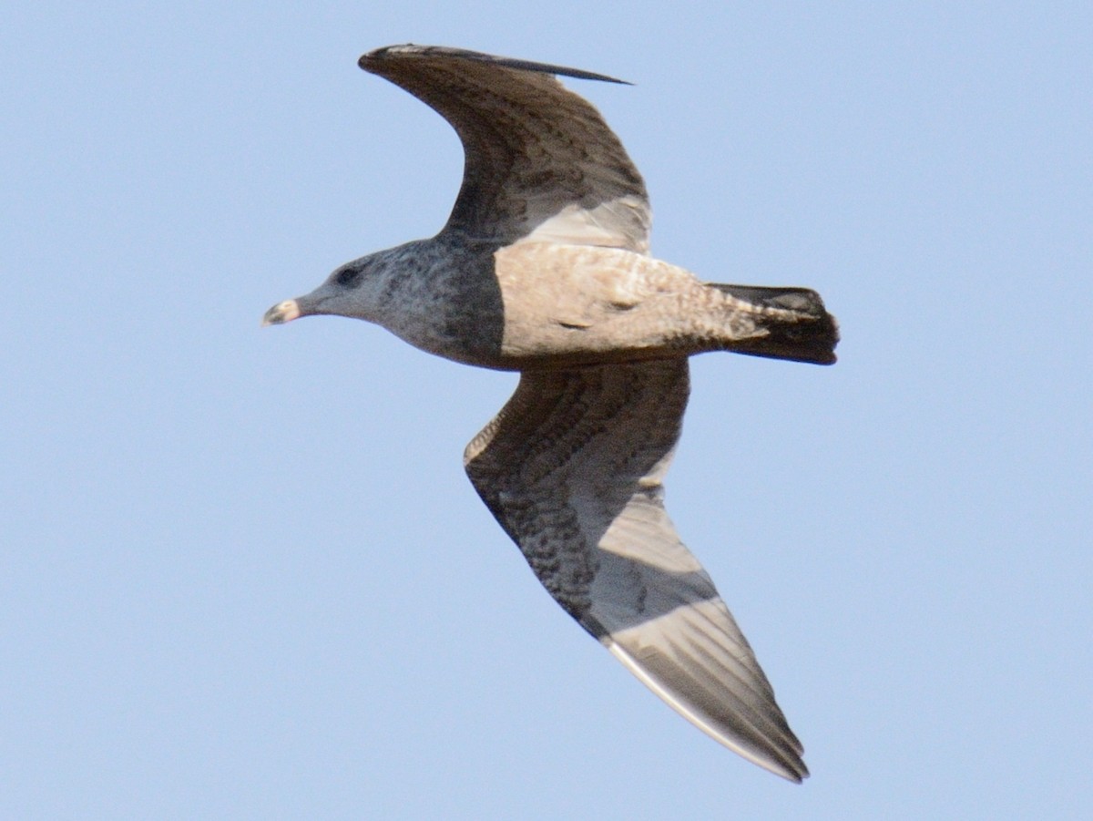 American Herring Gull - ML646014464