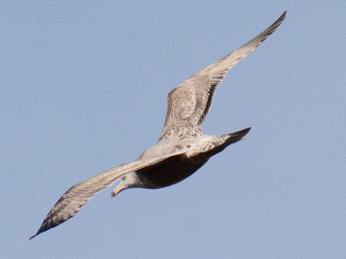 American Herring Gull - ML646014465