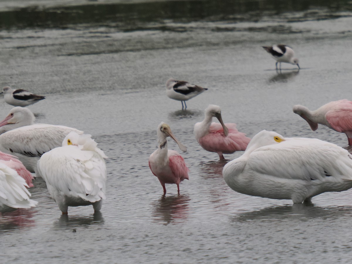 kolpík růžový - ML646014468