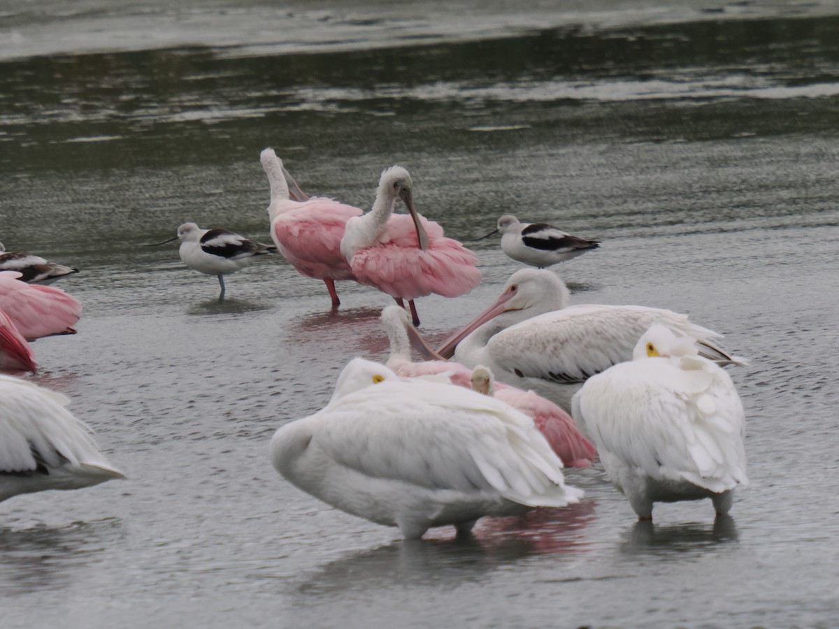 kolpík růžový - ML646014469