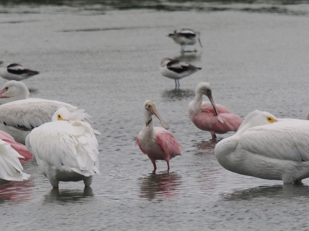 kolpík růžový - ML646014470