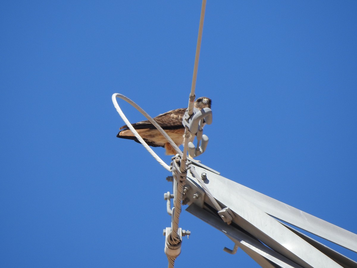 Red-tailed Hawk - ML646014473