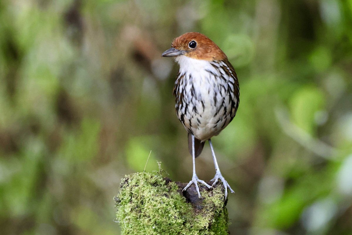 Chestnut-crowned Antpitta - ML646014474