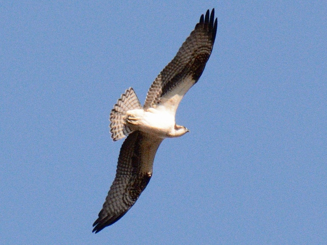 魚鷹(carolinensis) - ML646014479