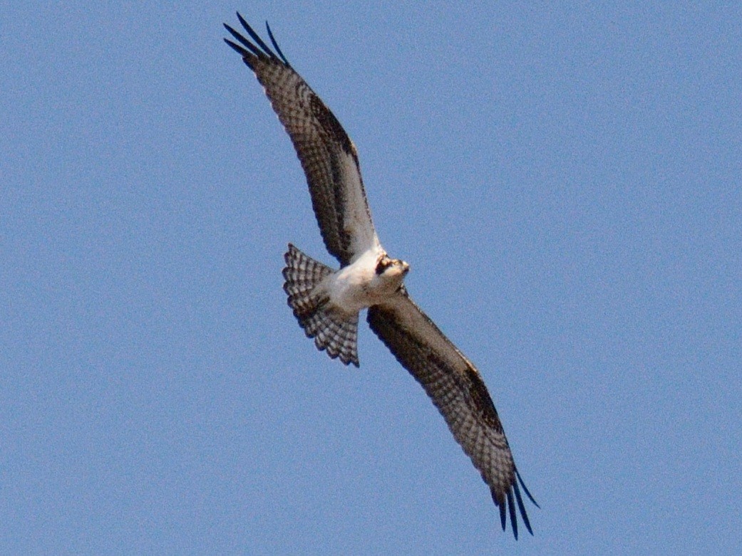 魚鷹(carolinensis) - ML646014480