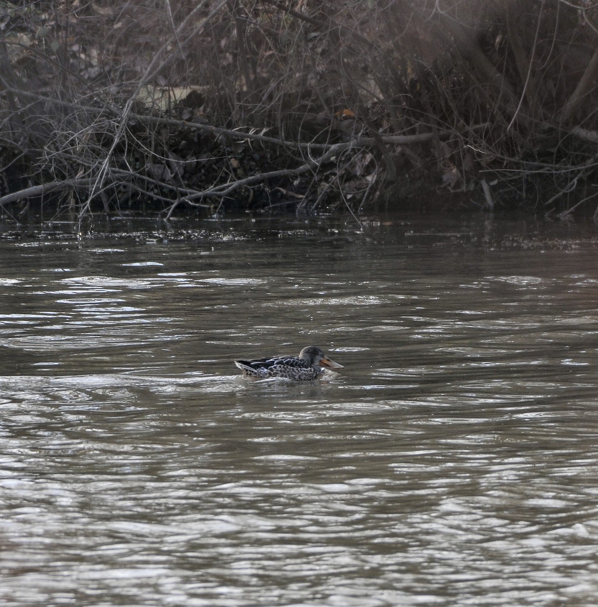 Northern Shoveler - ML646014482