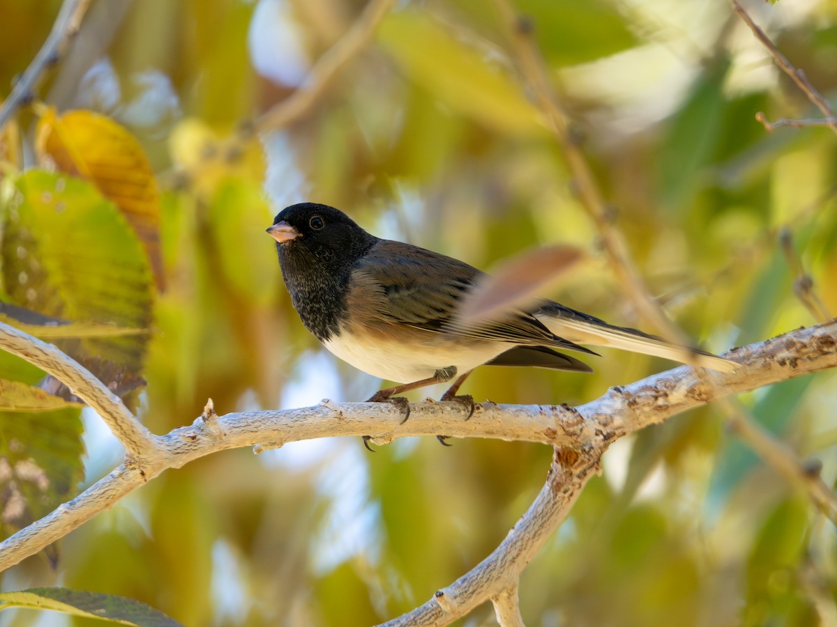 Dark-eyed Junco - ML646014483