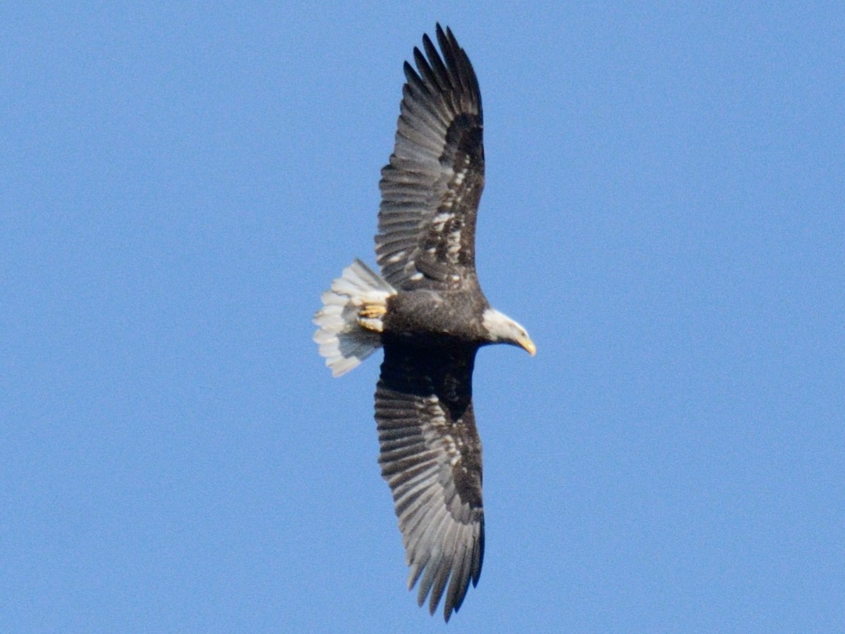 Bald Eagle - ML646014487