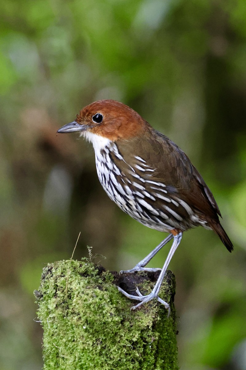 Chestnut-crowned Antpitta - ML646014488